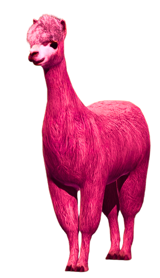 llama